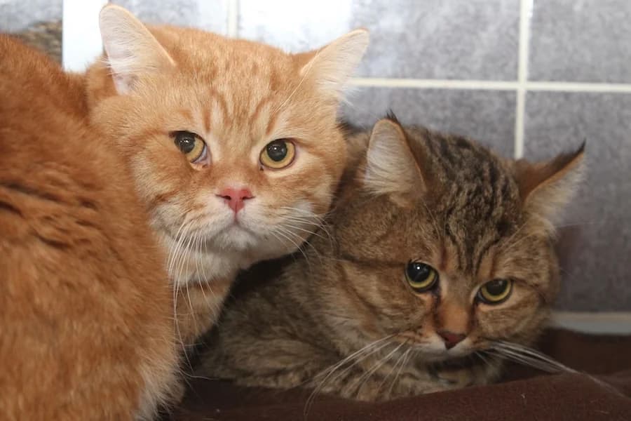 Garfield & Gauner, rotgetigert + getigert male 4yo British Shorthair for adoption at Tierschutzverein Heilbronn, Heilbronn