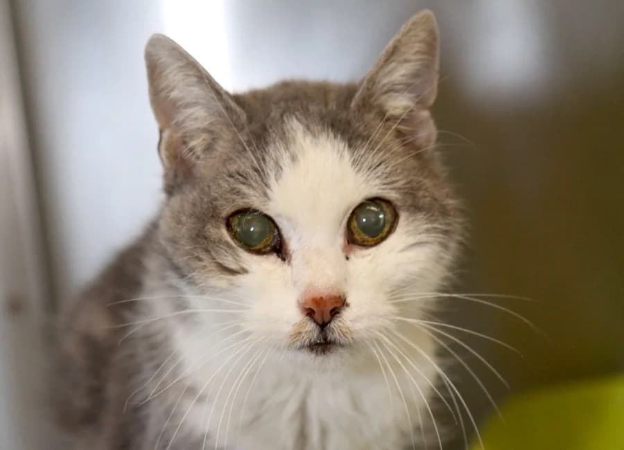 Mathilda, grau-getigert female mixed breed for adoption at Tierschutzverein Heilbronn, Heilbronn