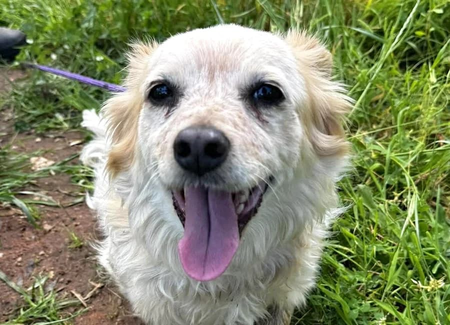 Turbo, male 6yo Mixed Breed for adoption at Tierschutzverein Heilbronn, Heilbronn