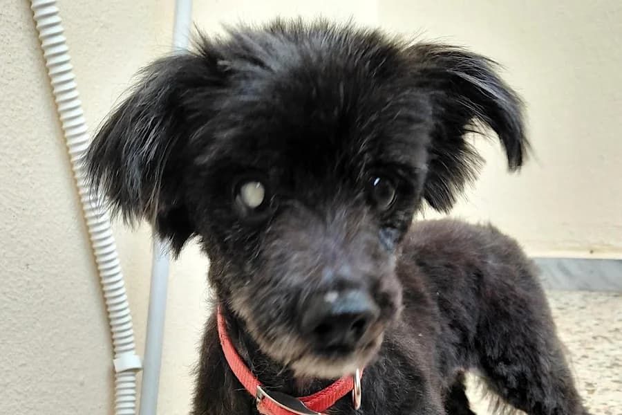 Blackie, male senior Mixed Breed for adoption at Tierschutzverein Heilbronn, Heilbronn