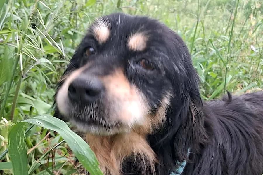 Pongo, male senior Mixed Breed for adoption at Tierschutzverein Heilbronn, Heilbronn