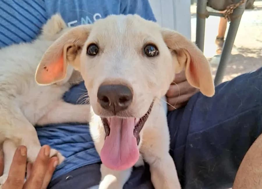 Jesse, male puppy Mixed Breed for adoption at Tierschutzverein Heilbronn, Heilbronn