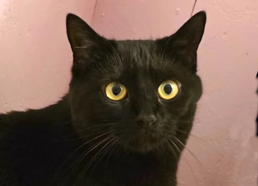 Rumba, schwarz female mixed breed for adoption at Tierschutzverein Heilbronn, Heilbronn