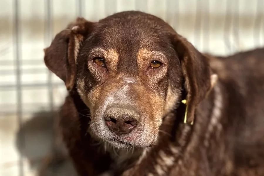 Santo, male senior Mixed Breed for adoption at Tierschutzverein Heilbronn, Heilbronn