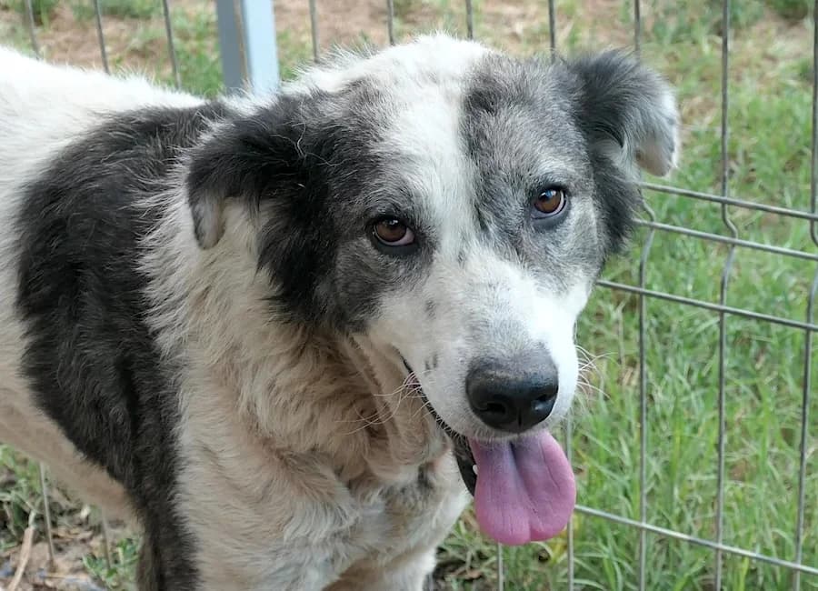 Diana, female senior Mixed Breed for adoption at Tierschutzverein Heilbronn, Heilbronn