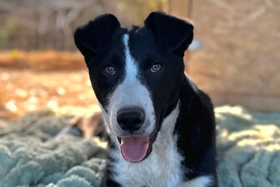 Cash, male puppy Mixed Breed for adoption at Tierschutzverein Heilbronn, Heilbronn