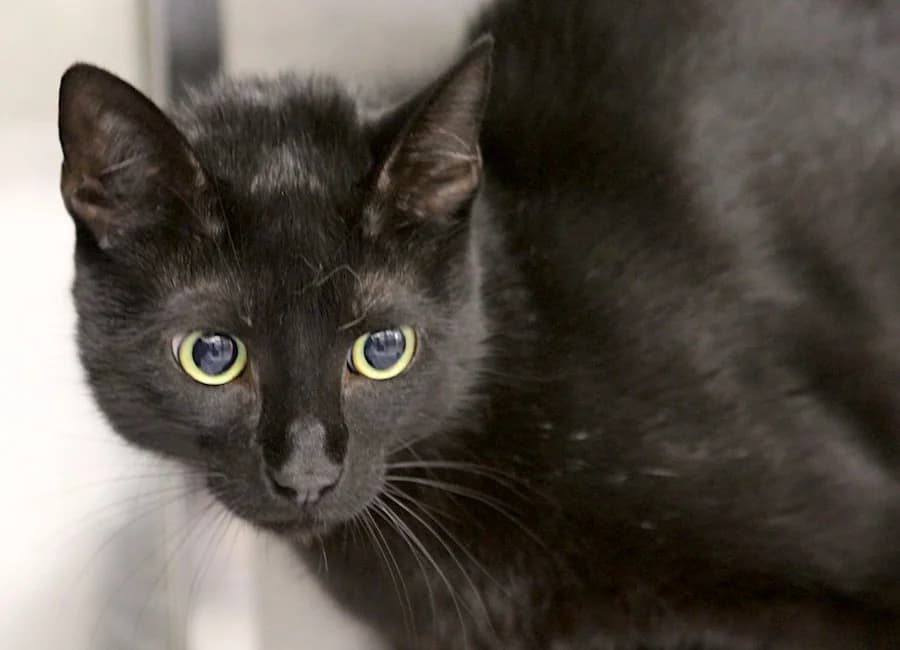 Simba, schwarz male 4yo mixed breed for adoption at Tierschutzverein Heilbronn, Heilbronn