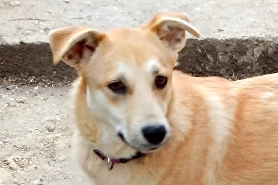 Wilma, female young Mixed Breed for adoption at Tierschutzverein Heilbronn, Heilbronn