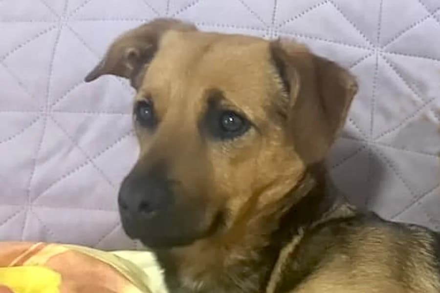 Gina, female young Mixed Breed for adoption at Tierschutzverein Heilbronn, Heilbronn