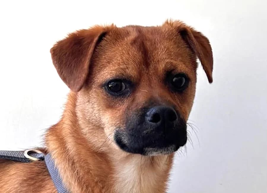 Simba, male puppy Mixed Breed for adoption at Tierschutzverein Heilbronn, Heilbronn