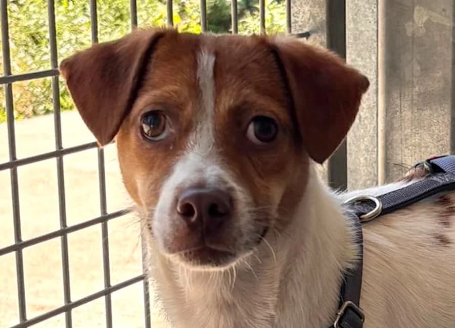 Snoopy, male puppy Mixed Breed for adoption at Tierschutzverein Heilbronn, Heilbronn