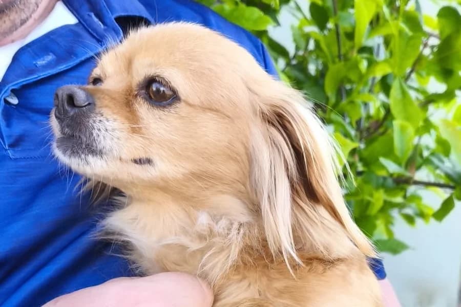 Mausi, female 3yo Mixed Breed for adoption at Tierschutzverein Heilbronn, Heilbronn