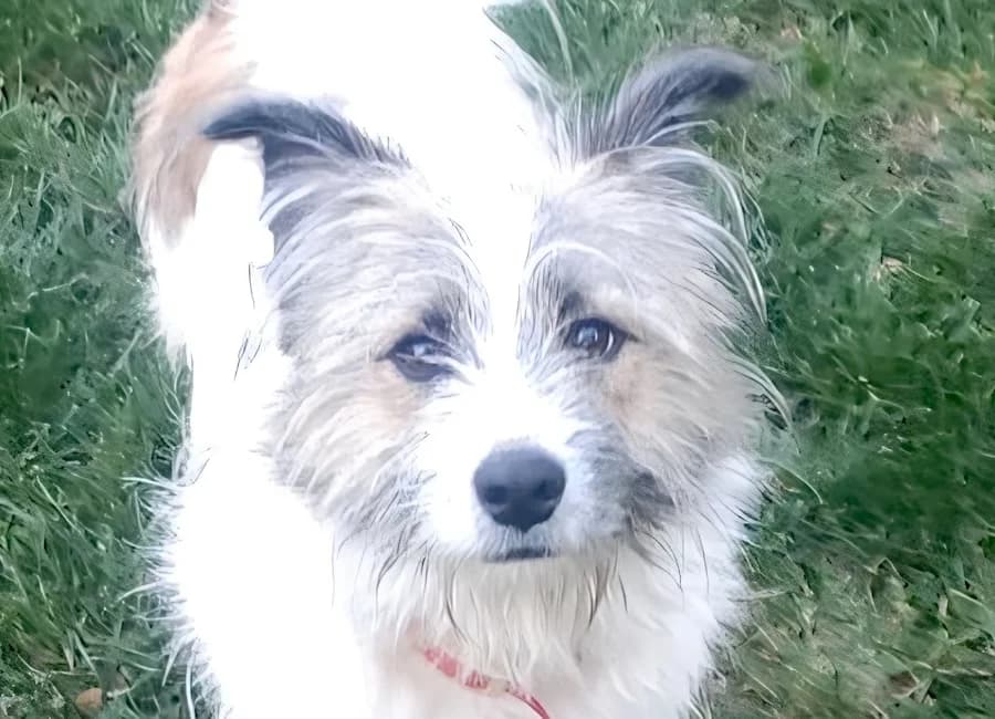 Fips, male young Mixed Breed for adoption at Tierschutzverein Heilbronn, Heilbronn