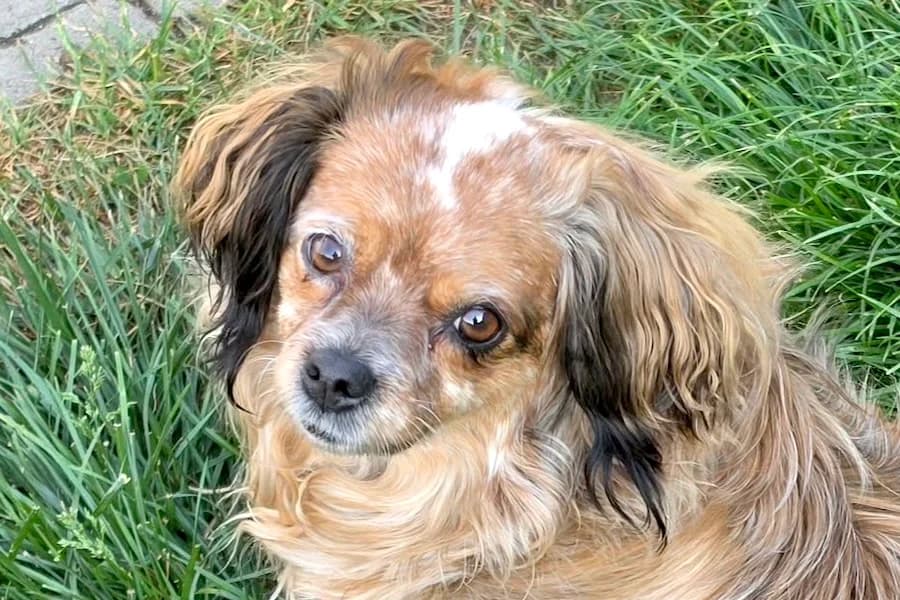 BettyBoop, female young mixed breed for adoption at Tierschutzverein Heilbronn, Heilbronn