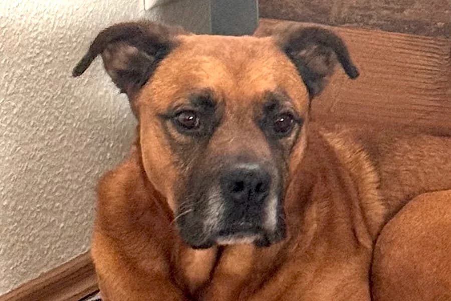 Diva, female senior Rottweiler for adoption at Tierschutzverein Heilbronn, Heilbronn