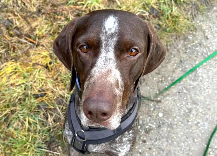 Mika, male young German Shorthaired Pointer for adoption at Tierschutzverein Heilbronn, Heilbronn