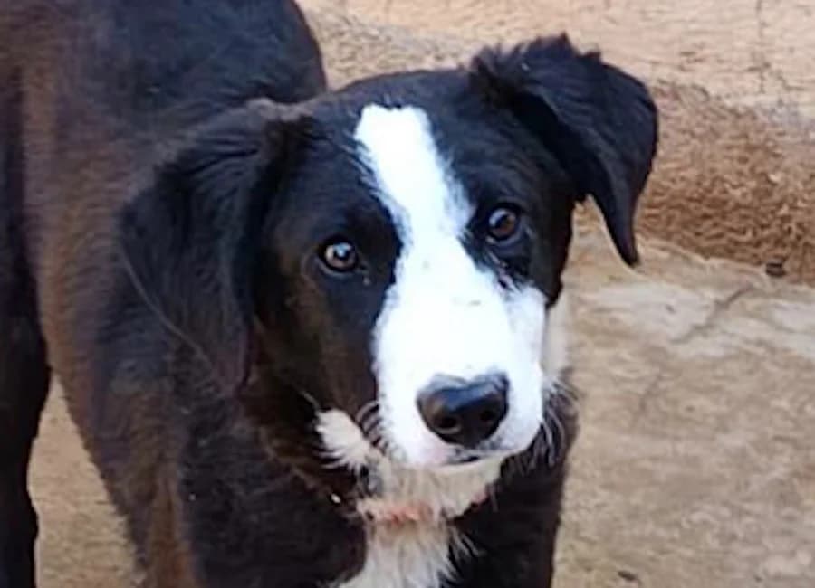 Leotie - hat Interessenten, female puppy mixed breed for adoption at Tierschutzverein Heilbronn, Heilbronn