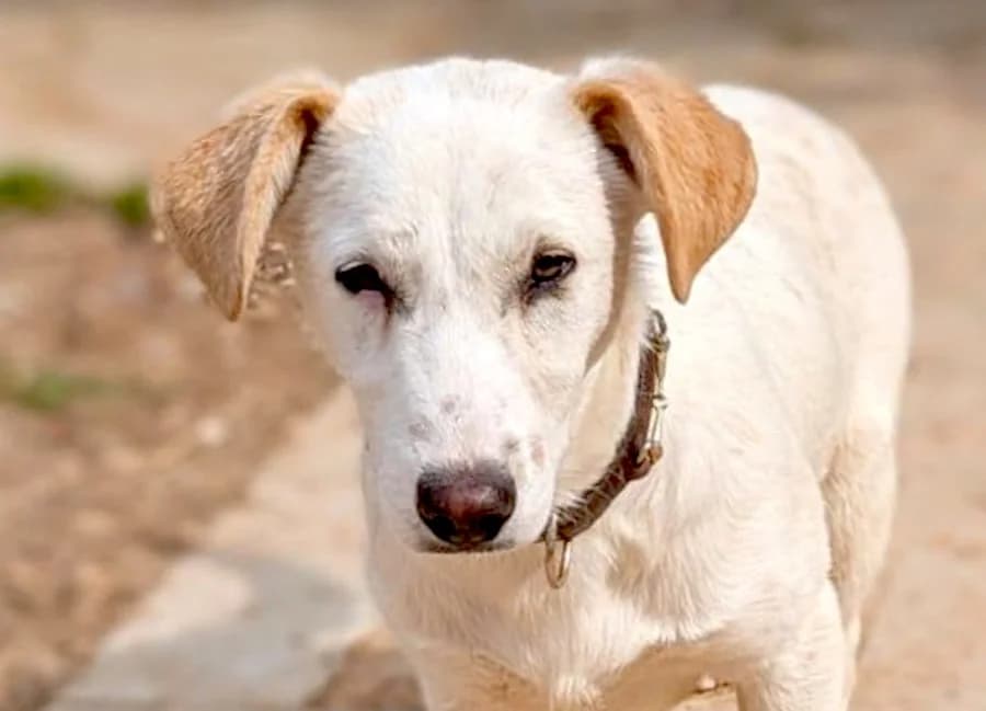 Sani, male puppy Mixed Breed for adoption at Tierschutzverein Heilbronn, Heilbronn