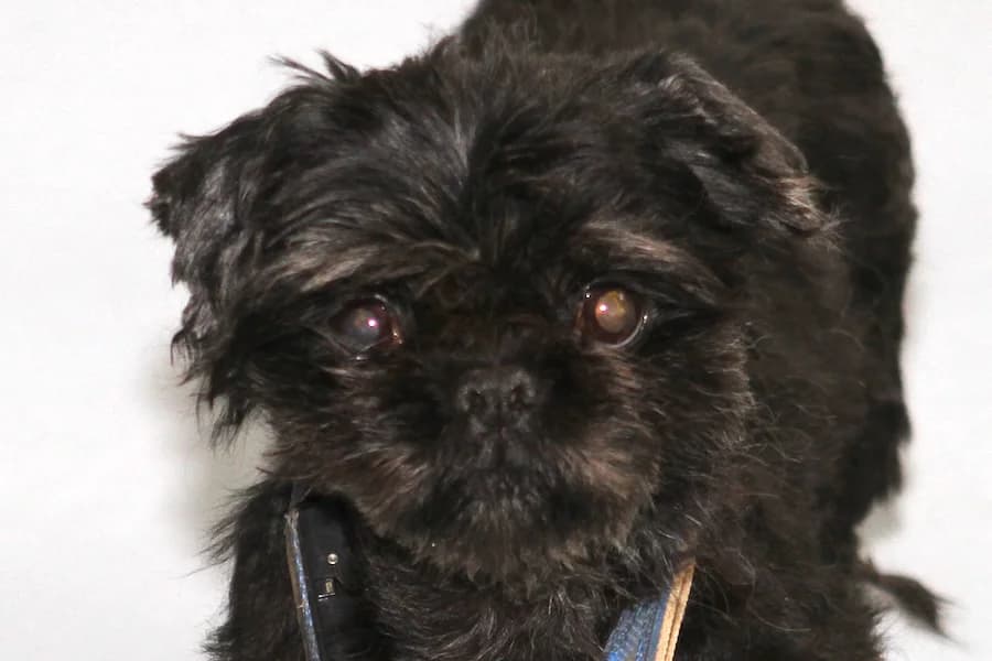 Betty, female senior Shih Tzu for adoption at Tierschutzverein Heilbronn, Heilbronn