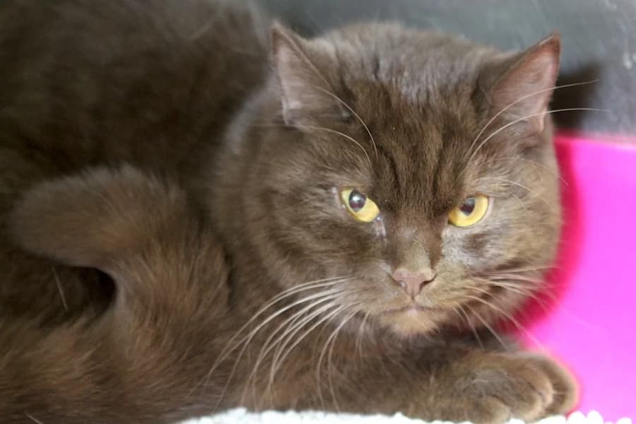 Runa, braun female puppy British Shorthair for adoption at Tierschutzverein Heilbronn, Heilbronn