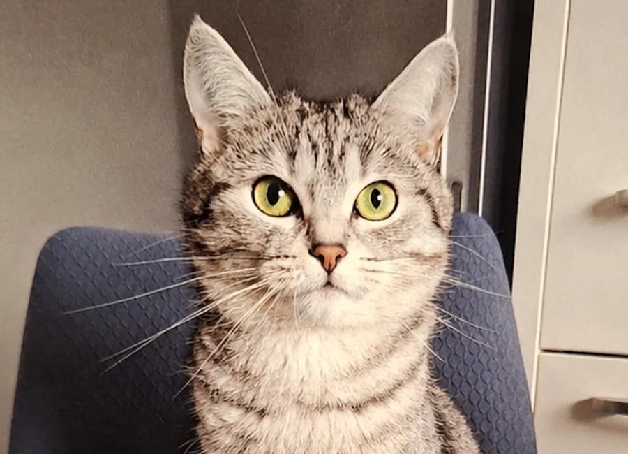 Lilly &, schwarz + grau female 5yo British Shorthair for adoption at Tierschutzverein Heilbronn, Heilbronn