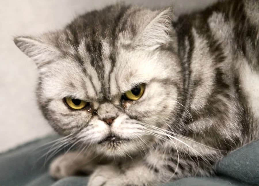 Taya, grau-getigert female 5yo British Shorthair for adoption at Tierschutzverein Heilbronn, Heilbronn