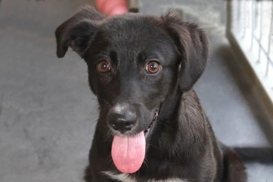 Cora, female puppy Mixed Breed for adoption at Tierschutzverein Heilbronn, Heilbronn