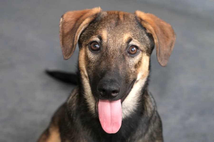 Celine, female puppy Mixed Breed for adoption at Tierschutzverein Heilbronn, Heilbronn