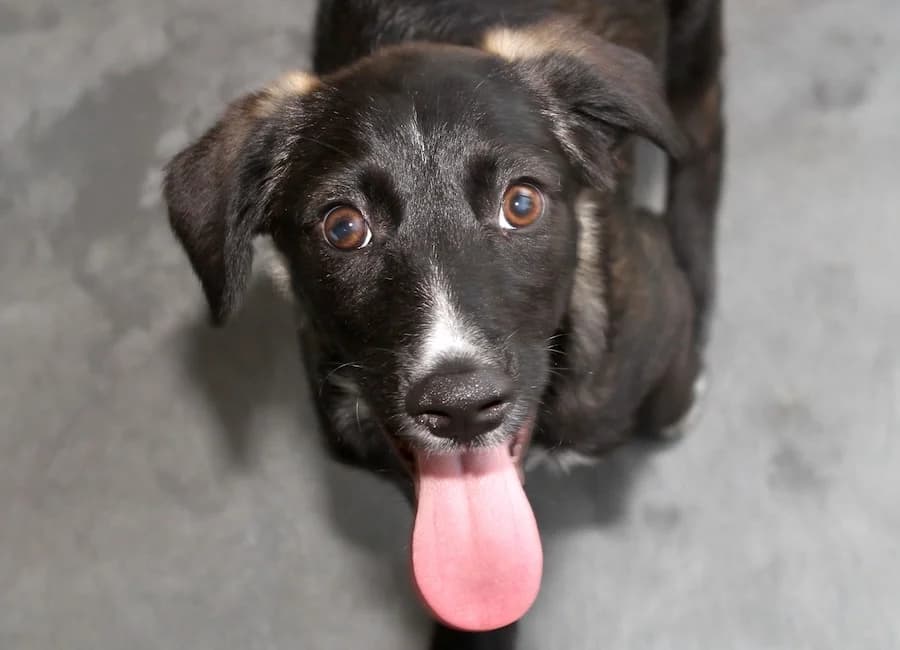 Cami, female puppy Mixed Breed for adoption at Tierschutzverein Heilbronn, Heilbronn