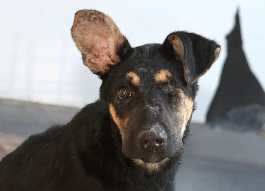 Casi, male puppy Mixed Breed for adoption at Tierschutzverein Heilbronn, Heilbronn