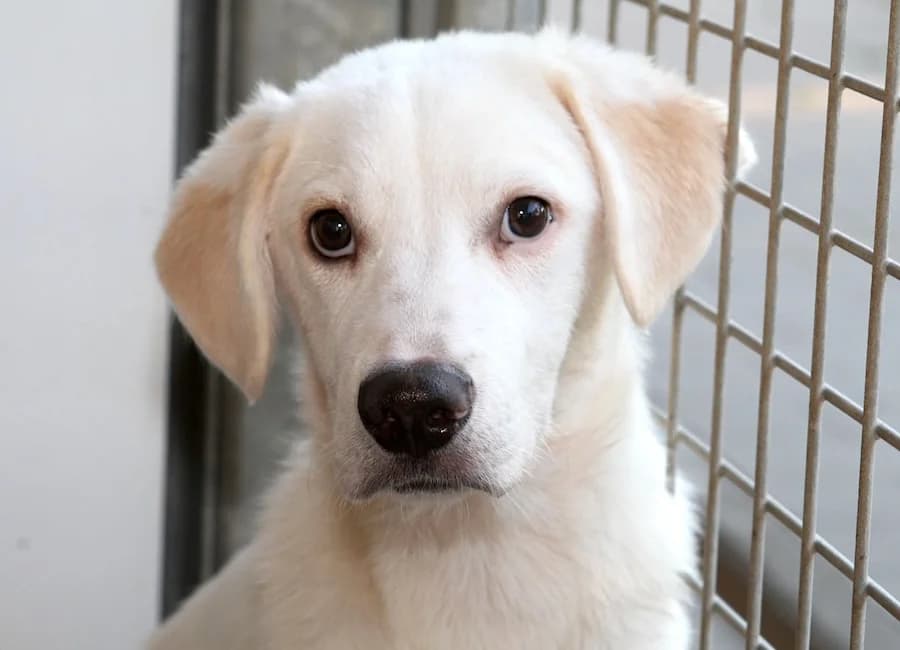 Cayo, male puppy Mixed Breed for adoption at Tierschutzverein Heilbronn, Heilbronn