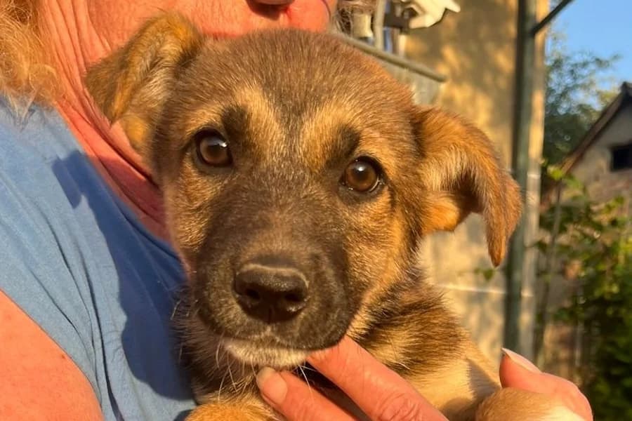 Elea, female puppy Mixed Breed for adoption at Tierschutzverein Heilbronn, Heilbronn