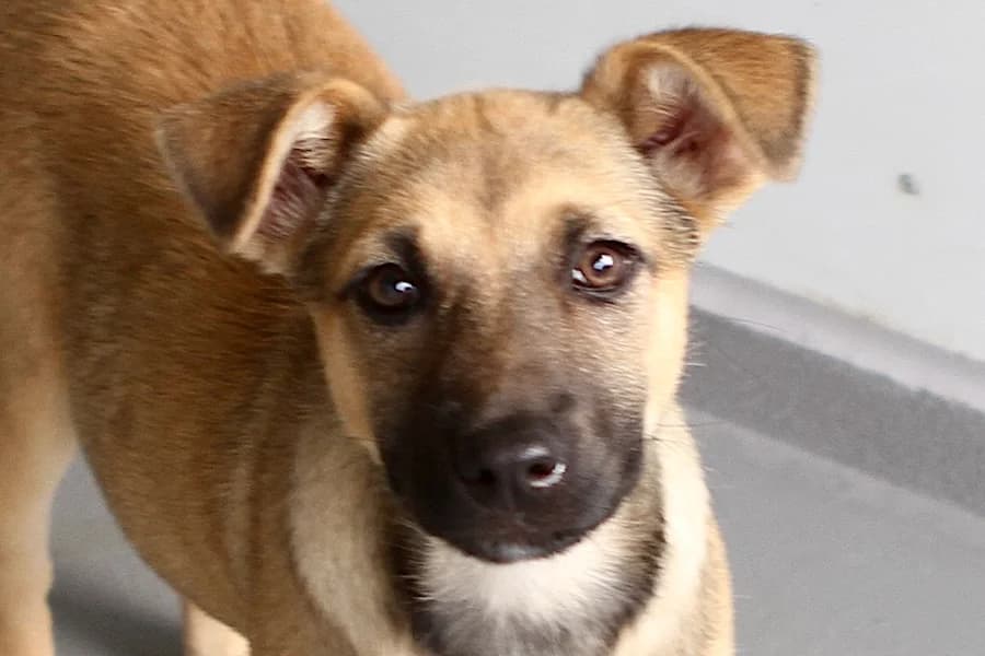 Nela, female puppy Mixed Breed for adoption at Tierschutzverein Heilbronn, Heilbronn