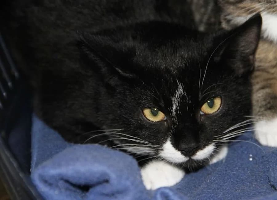 Ron, schwarz mit weiß male 6yo mixed breed for adoption at Tierschutzverein Heilbronn, Heilbronn