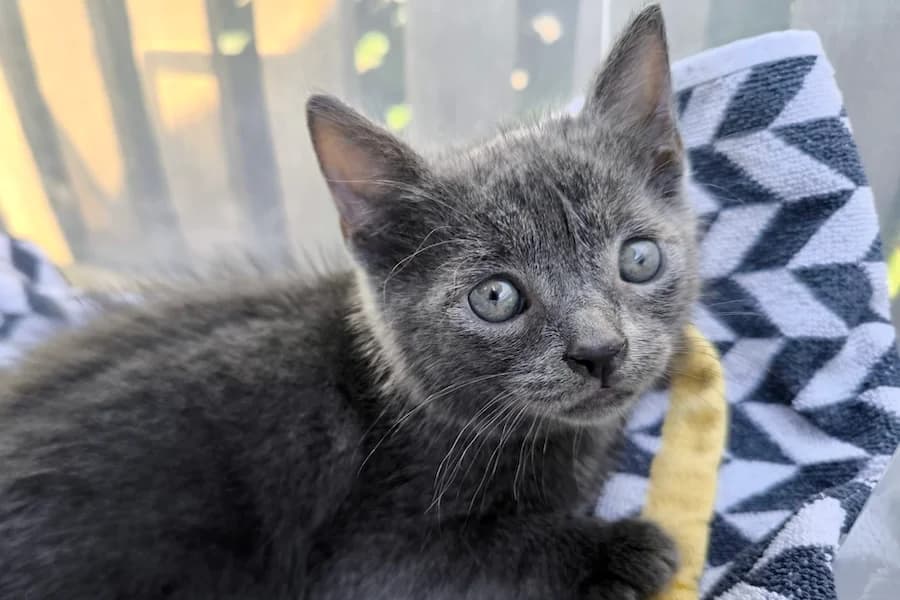 Maja &, grau male puppy Russian Blue for adoption at Tierschutzverein Heilbronn, Heilbronn
