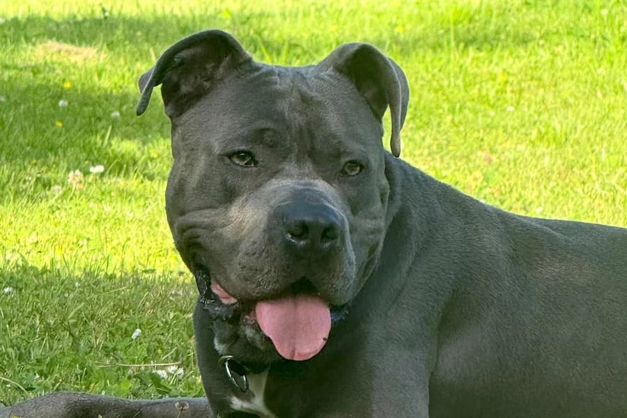 Nino, male 3yo American Staffordshire Terrier for adoption at Tierschutzverein Heilbronn, Heilbronn