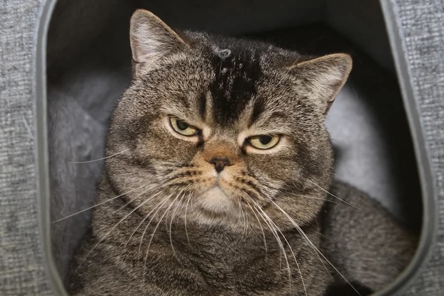 Balu &, silber male young British Shorthair for adoption at Tierschutzverein Heilbronn, Heilbronn