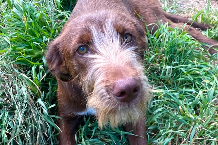 Mickey, male puppy Mixed Breed for adoption at Tierschutzverein Heilbronn, Heilbronn