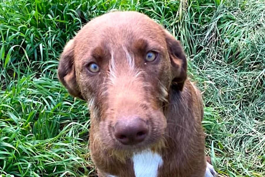 Johnny, male puppy Mixed Breed for adoption at Tierschutzverein Heilbronn, Heilbronn