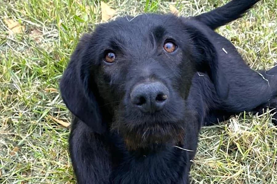 Benji, male puppy Mixed Breed for adoption at Tierschutzverein Heilbronn, Heilbronn