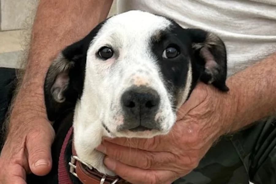 Kessi, female puppy Mixed Breed for adoption at Tierschutzverein Heilbronn, Heilbronn