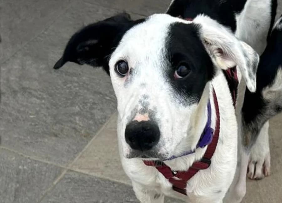 Chip, male puppy Mixed Breed for adoption at Tierschutzverein Heilbronn, Heilbronn