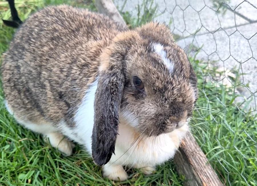 Jenny, wild female young mixed breed for adoption at Tierschutzverein Heilbronn, Heilbronn