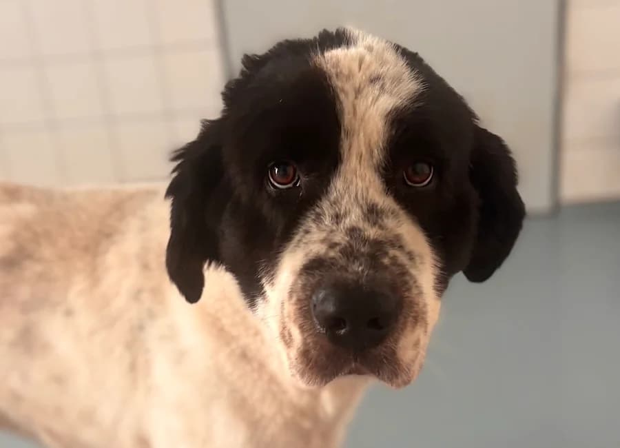 Gauner, male puppy mixed breed for adoption at Tierschutzverein Heilbronn, Heilbronn