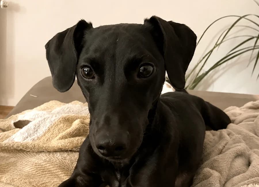 Max, male 6yo Dachshund for adoption at Tierschutzverein Heilbronn, Heilbronn