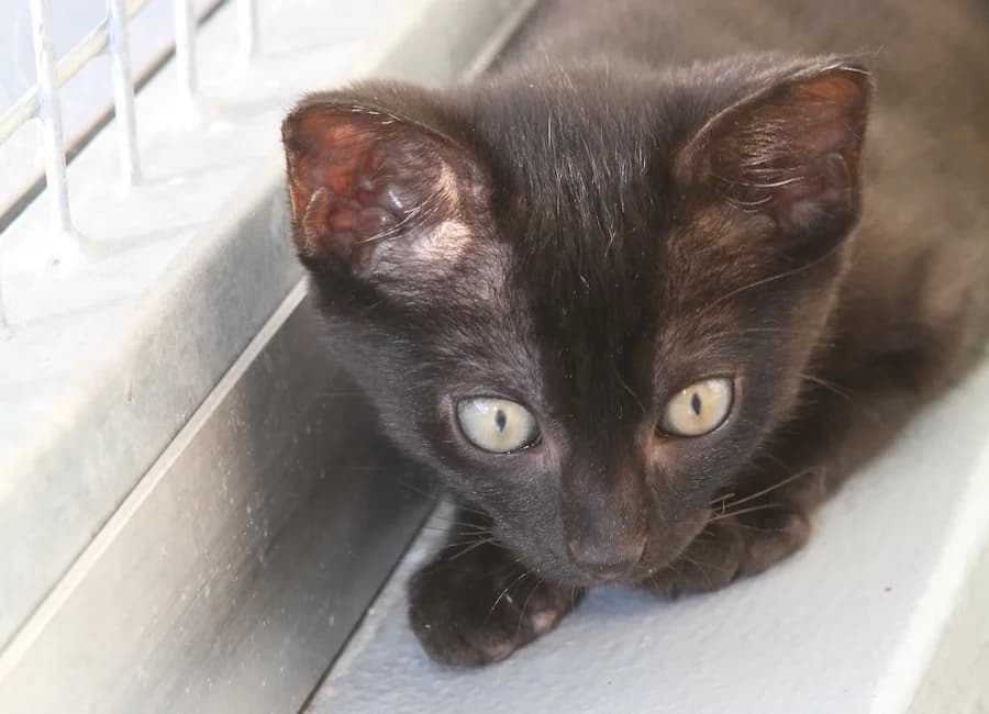 Filou, schwarz male puppy mixed breed for adoption at Tierschutzverein Heilbronn, Heilbronn