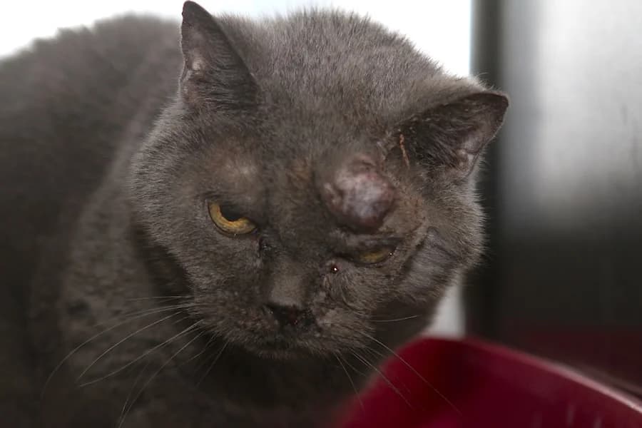 Ruth, grau female puppy British Shorthair for adoption at Tierschutzverein Heilbronn, Heilbronn