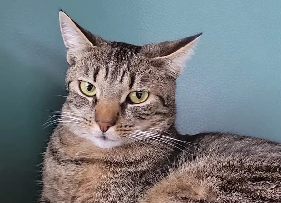 Nini, getigert female mixed breed for adoption at Tierschutzverein Heilbronn, Heilbronn