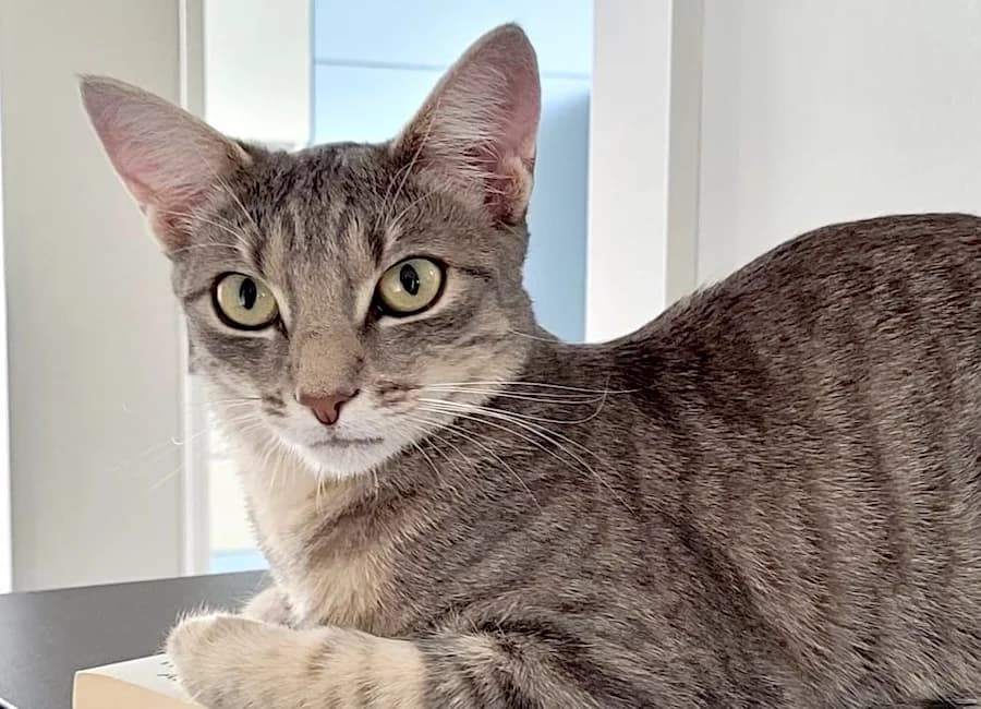 Nova, grau-getigert female 3yo mixed breed for adoption at Tierschutzverein Heilbronn, Heilbronn