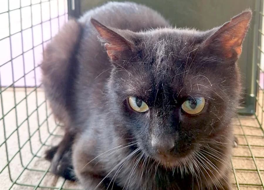 Basil,  (Tierschutzverein Heilbronn)